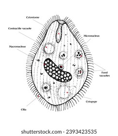 Balantidium coli hand drawn vector diagram