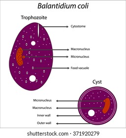 Resultado de imagen para Balantidium coli: