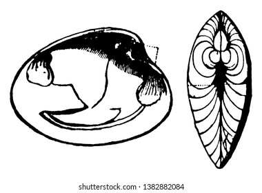 Balanus is a genus of barnacles in the family Balanidae of the subphylum Crustacea, vintage line drawing or engraving illustration.