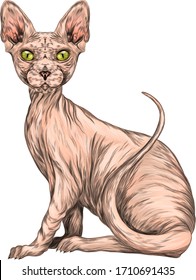 bald cat animal in color vector illustration print