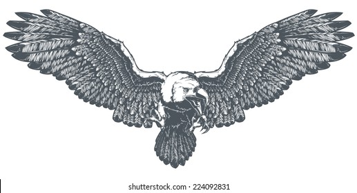 Bald Eagle