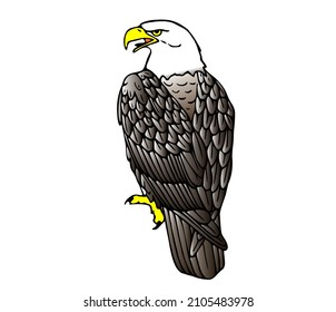 bald eagle of america, american eagle