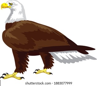 Bald Eagle , American Wild Bird , isolated on white - Vector