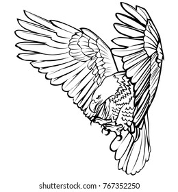 Bald eagle attack swoop landing hand draw black line on white background vector illustration.