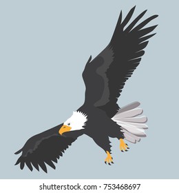 Bald eagle - bird