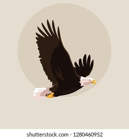 bald eagle bird flying