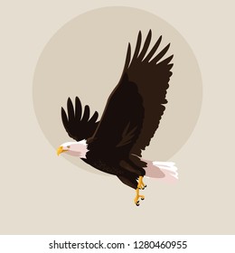 bald eagle bird flying