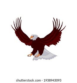 Bald Eagle Bird Predator Isolated