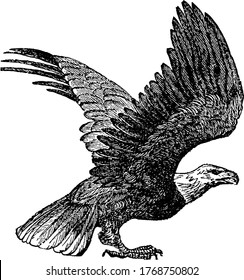 Bald Eagle, a bird of prey found in North America that is most recognizable as the national bird and symbol of the United States of America, vintage line drawing or engraving illustration.