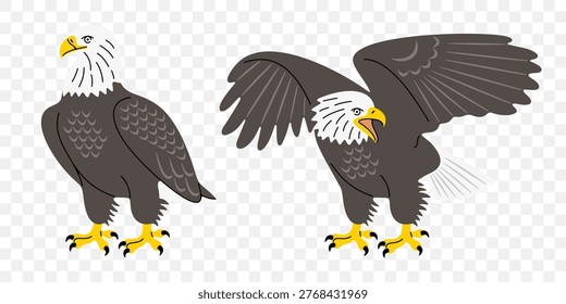 Bald eagle, bird of prey and raptor, graphic design. Predator, wildlife and nature, vector design and illustration