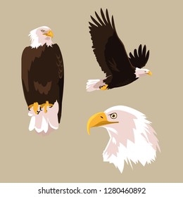 bald eagle bird set poses