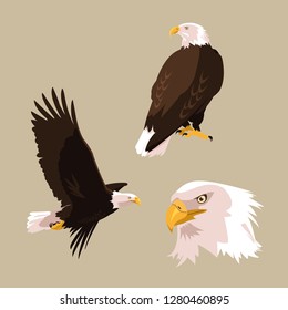 bald eagle bird set poses