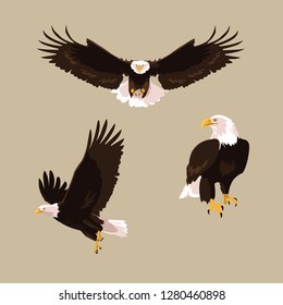 bald eagle bird set poses