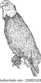 Bald eagle bird, vector drawing or illustration.