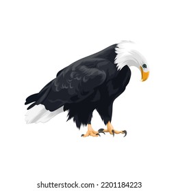 Bald eagle bird vector illustration