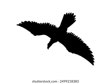 Bald Eagle schwarze Silhouette Symbol. Amerikanische Adler, Vektorgrafik, einzeln auf weiß. Wilder Raubvogel steigt in die Höhe. Falken oder Falken Fleischfresser Vogel Flug nach unten