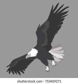 Bald eagle - black and white vector graphic