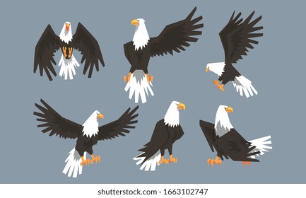 Bald Eagle Collection, Pride, Power Predatory Bird in Various Poses Vector Illustration