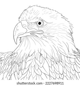 Bald eagle colouring page, close up, drawing, vector