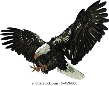 Bald eagle - Detailed vector illustration