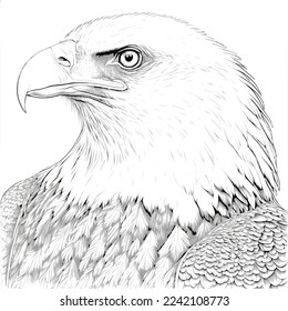 bald eagle face black end white  vector