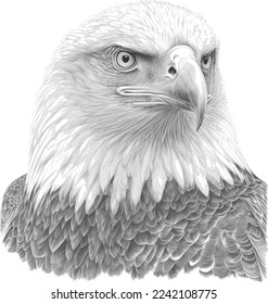 bald eagle face black end white  vector