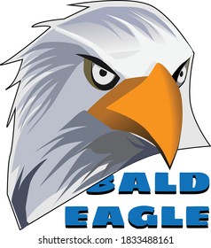 Bald Eagle Face Vector Illustration