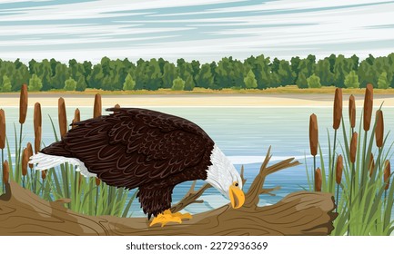 A bald eagle is fishing on the river bank. River bank with vegetation and stones. Realistic vector landscape