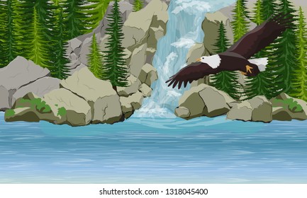 Bald eagle flies over a lake and a waterfall. Stone rocks and fir trees. Animals of North America. Realistic Vector Landscape