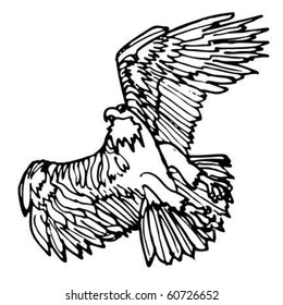 Bald eagle in flight