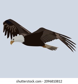 Águila calva coqueteando en el cielo azul