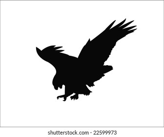 bald eagle flying