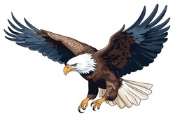 Bald Eagle Flying In The Air. Eagle Flying Looking For Its Next Meal. Vector Illustration Isolated On White Background
