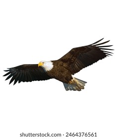 Bald Eagle flying in the air. Eagle flying looking for its next meal. Vector illustration isolated on white background