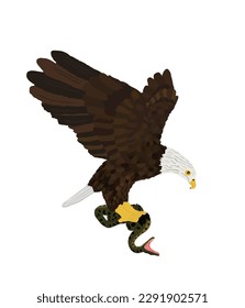 Bald eagle flying and attack snake vector illustration isolated on white background. Eagle soaring with spread wings. Food chain, predator hunter catch poison snake prey. Animal wildlife nature scene.