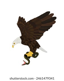 Bald eagle flying and attack snake vector illustration isolated on white background. Eagle soaring with spread wings. Food chain, predator hunter catch poison snake prey. Animal wildlife nature scene.