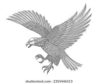 Bald eagle flying to attacking, Vintage engraving drawing style vector illustration
