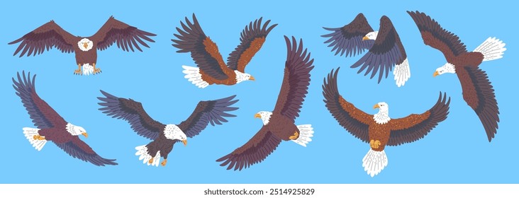 Bald Eagle fliegende Icons gesetzt. Amerikanischer Adler mit weißem Schwanz und Kopf. Cartoon, Vektorgrafik, flach, einzeln auf Blau. Wilder, großer Raubvogel, der in die Höhe schießt. Falken- oder Falkenraubtierflug