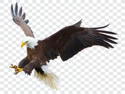 Bald Eagle Flying Swoop Attack Hand Draw And Paint Color On Checkered Background Vector Illustration.