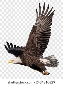 Bald eagle flying swoop attack hand draw and paint color on checkered background vector illustration.