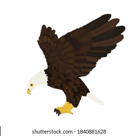 Bald eagle flying vector illustration isolated on white background. Eagle soaring with spread wings.