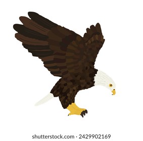 Bald eagle flying vector illustration isolated on white background. Eagle soaring with spread wings.