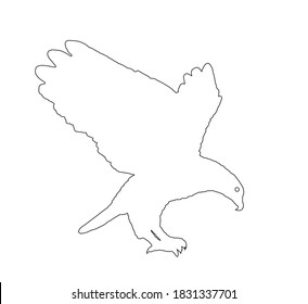 Bald eagle flying vector line contour silhouette illustration isolated on white background. Eagle soaring with spread wings.