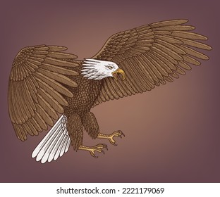 Bald eagle flying. Vector vintage Engraving drawing style Illustration
