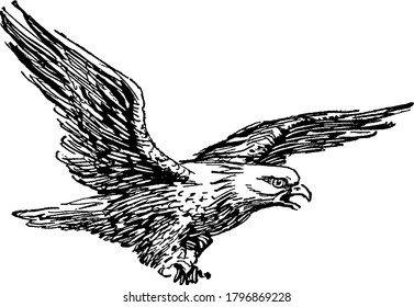 The bald eagle (Haliaeetus leucocephalus) is a bird of prey found in North America, its tail is moderately long and slightly wedge-shaped. The beak is large and hooked, with a yellow cere, vintage