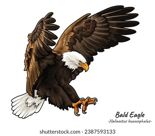 Bald Eagle Haliaeetus leucocephalus illustration, a group of predatory animals, American animals. with a semi-realistic style and white background