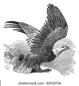 Bald Adler (Haliäetus leucocephalus), gravierte Vintage-Illustration. Adler im Flug. Trousset-Enzyklopädie (1886 - 1891).