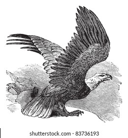 Bald Eagle (Haliaeetus leucocephalus), vintage engraved illustration. Bald eagle in flight. Trousset encyclopedia (1886 - 1891).