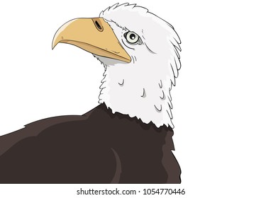 Bald eagle head drawing