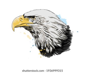 Retrato de cabeza de águila calva a partir de una salpicadura de acuarela, dibujo de color, realista. Ilustración vectorial de pinturas